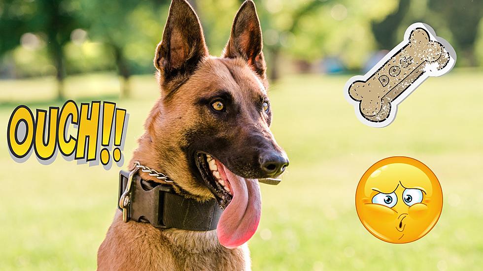 Missouri K-9 Cop Gets Alleged Thief with ‘Bite to the Biscuits’