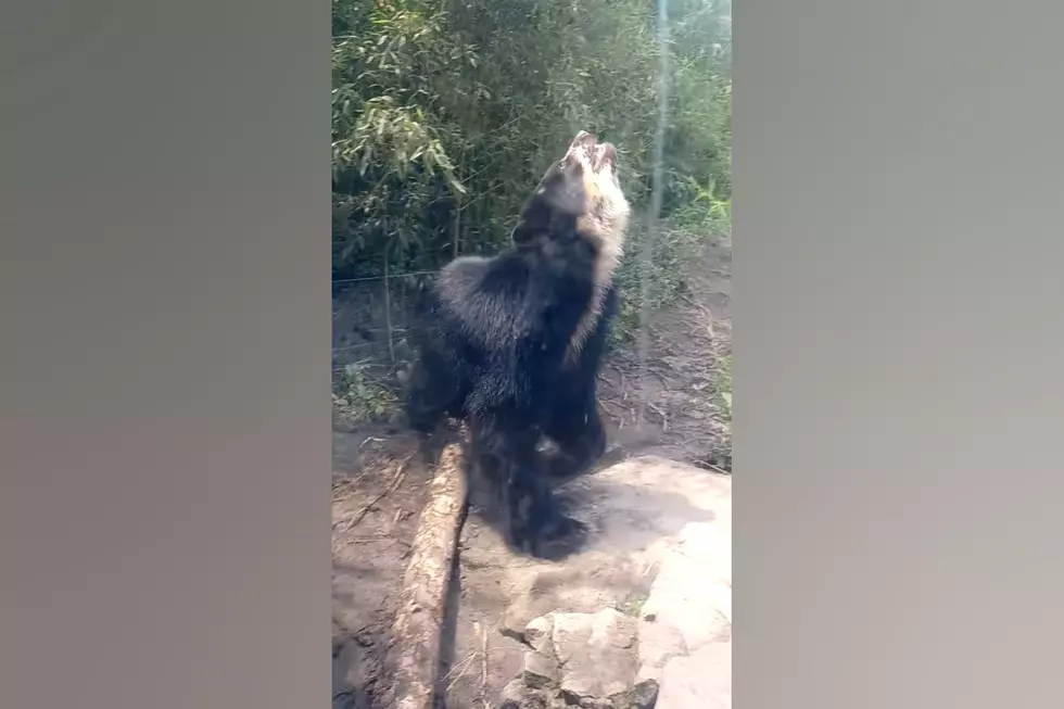 Ben, a St. Louis Zoo Bear Escaped His Enclosure, But Don’t Worry