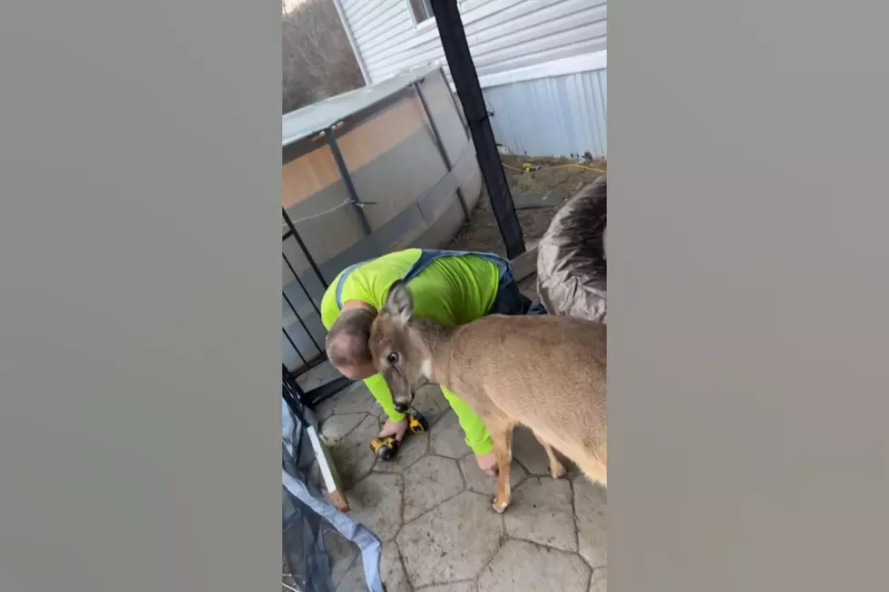 Watch Desoto, Missouri Deer Named Waylon Stop Man’s House Work
