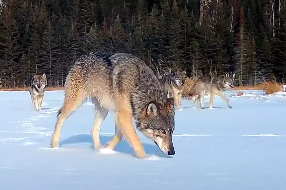 Midwest Trail Cam Captures Large Wolf Pack Crossing a Frozen Lake