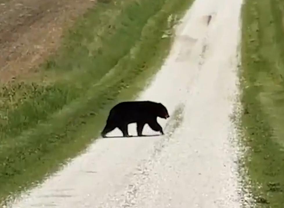Remembering When Bruno the Bear Crossed Missouri then Met Tragedy