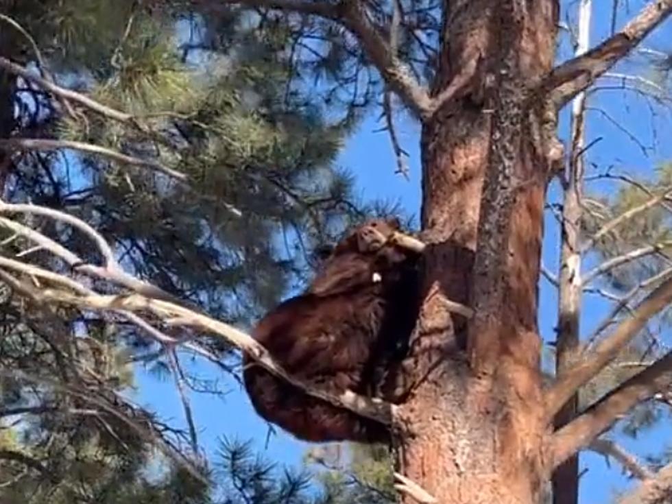 Chicago Couple Goes on Vacation, Meets a Bear Chilling in a Tree