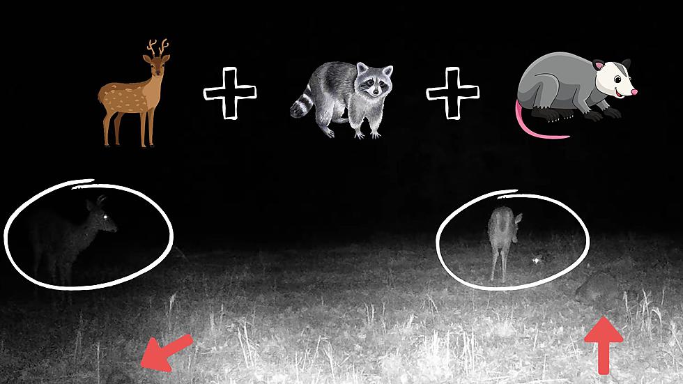 Missouri Trail Cam Video Shows Deer, Raccoons and Possum Feasting