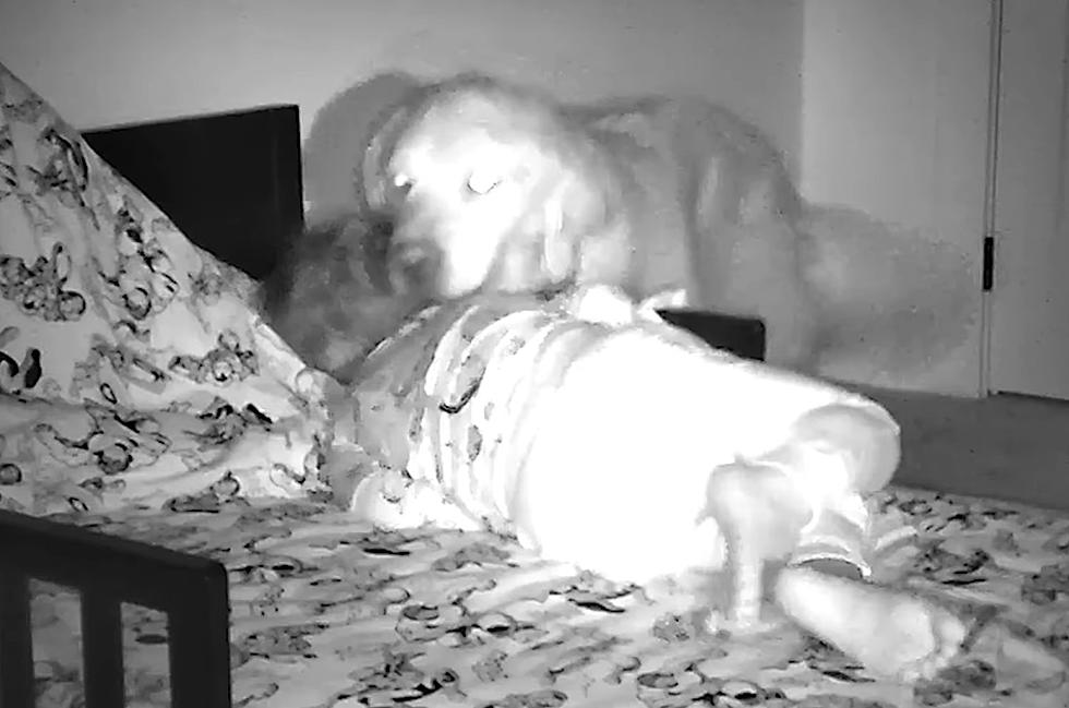 Good Girl – Iowa Dog Spotted on Security Camera Checking on Child