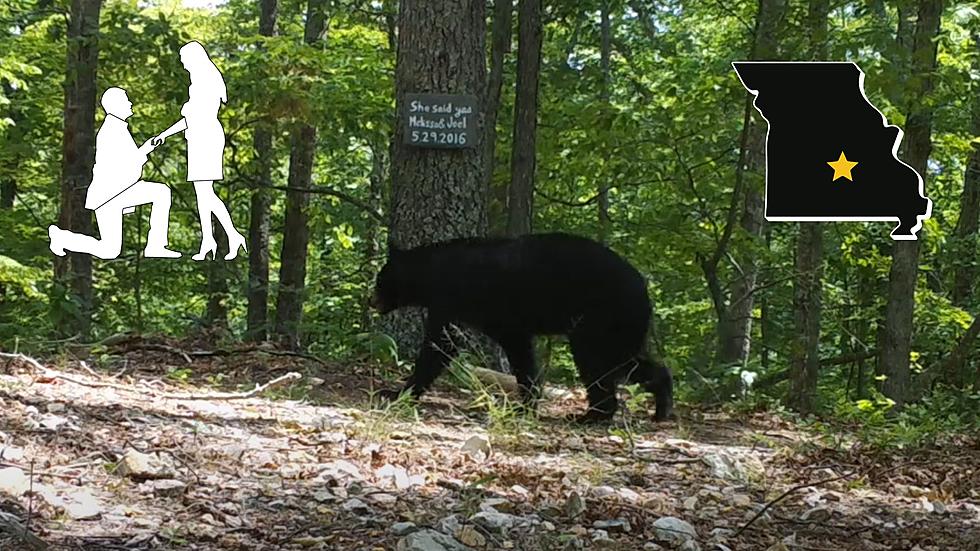 Watch a Black Bear Casually Stroll By a Missouri Proposal Tree