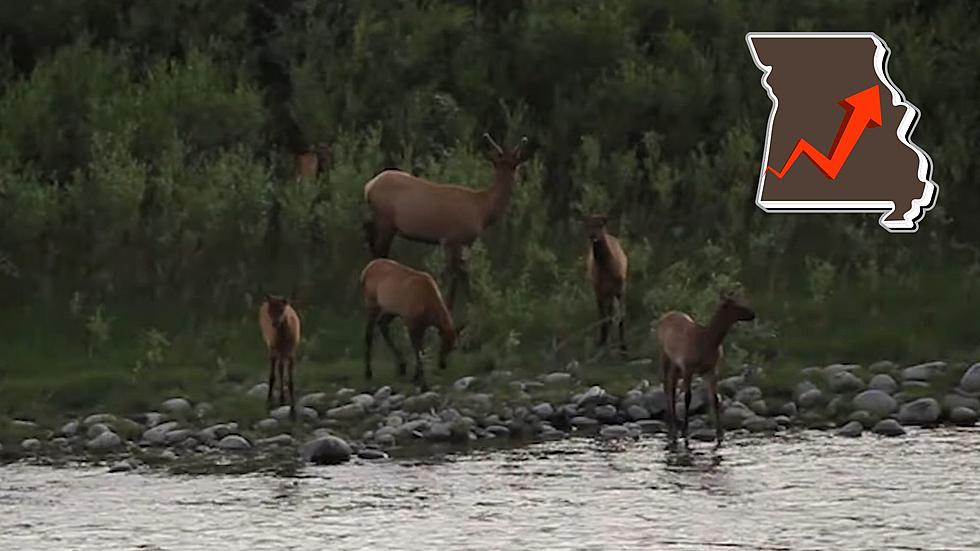 Yes, There are Elk in Missouri and their Numbers are Rising
