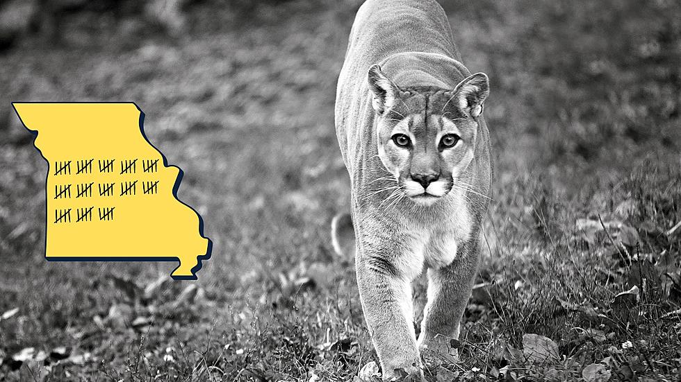 Missouri Now Has 110 Confirmed Mountain Lion Sightings Since 1994