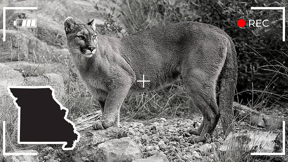 2 More Confirmed Mountain Lion Sightings on Trail Cam in Missouri