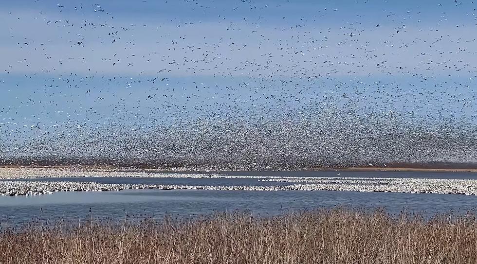 Watch 70,000 Snow Geese Take Flight from a Missouri Lake