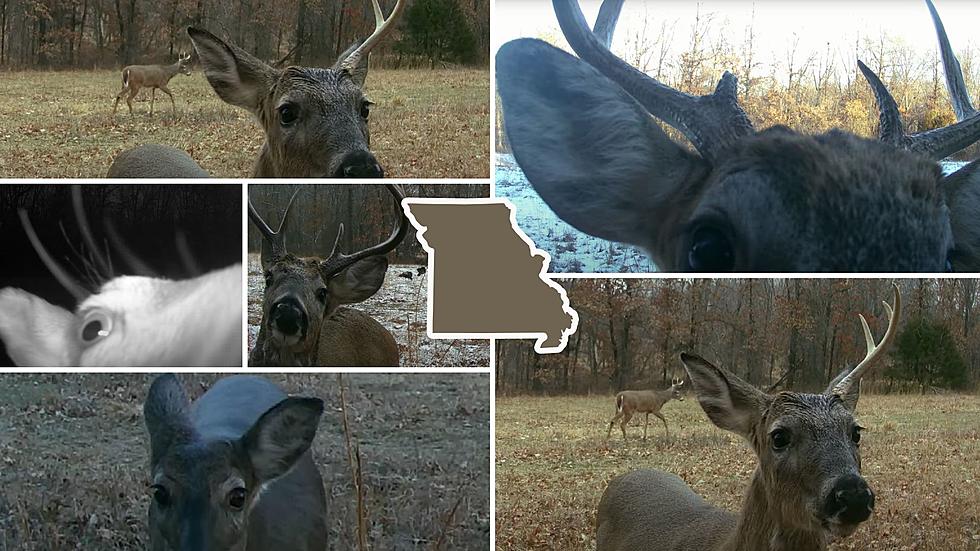 Watch a Zillion Curious Missouri Deer Do Selfies with a Trail Cam