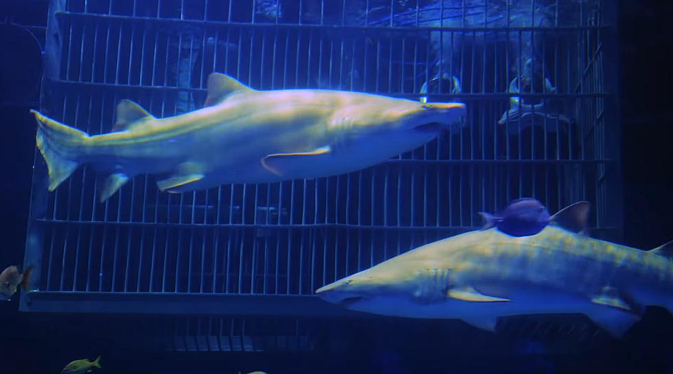 America’s Best Aquarium is in Missouri, Lets You Swim with Sharks
