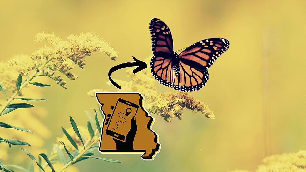 How You Can Track Monarch Butterflies Returning to Missouri