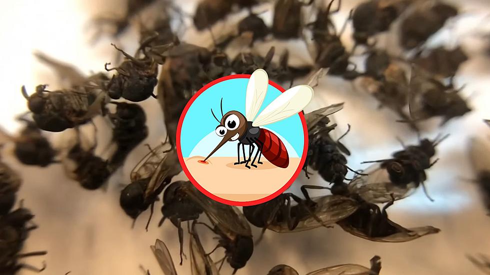 Beware, Awful Blood-Sucking Gnats are Back in Missouri & Illinois