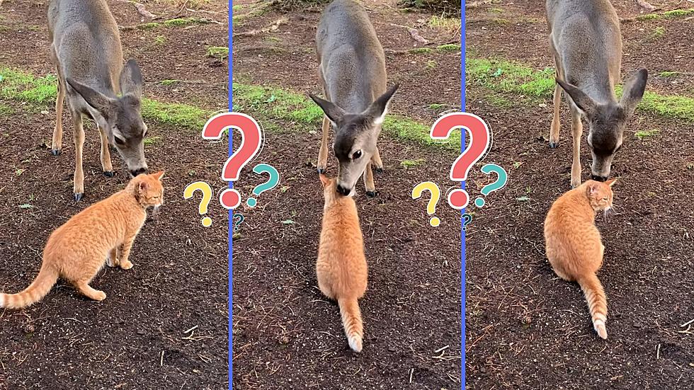 Garfield? – A Deer is Licking a Cat and We Have So Many Questions