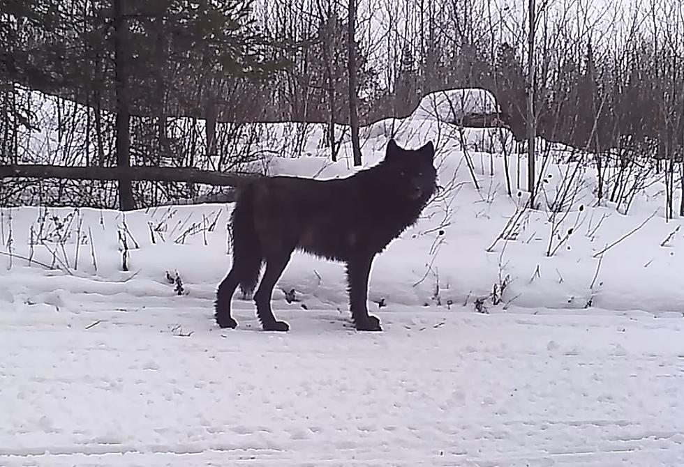 Video Shows a Rare Black Wolf Walking by a Midwestern Trail Cam