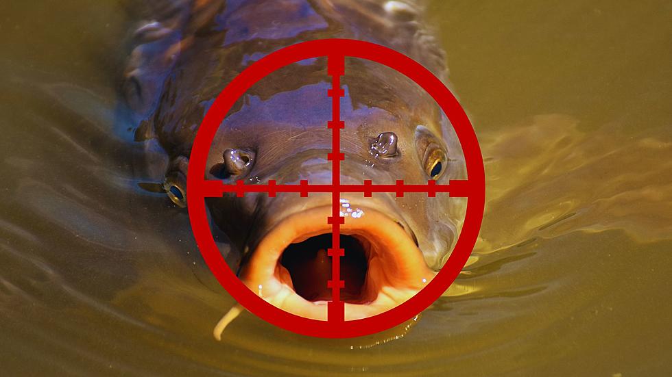 The State of Missouri Has Declared War on Evil Invasive Carp