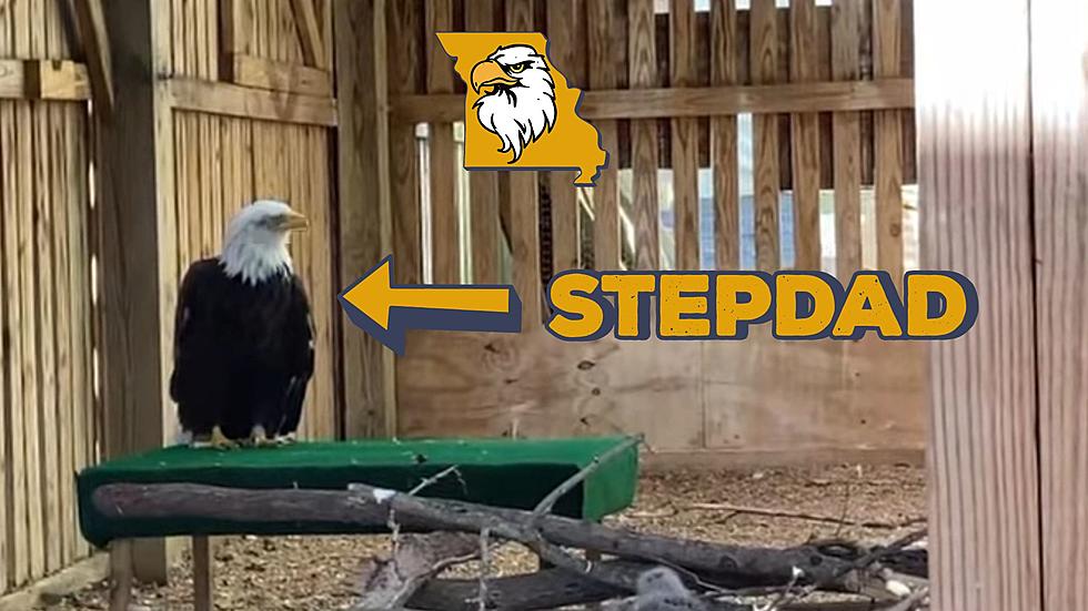 Missouri Eagle Who Adopted a Rock is Now a Really Great Stepdad