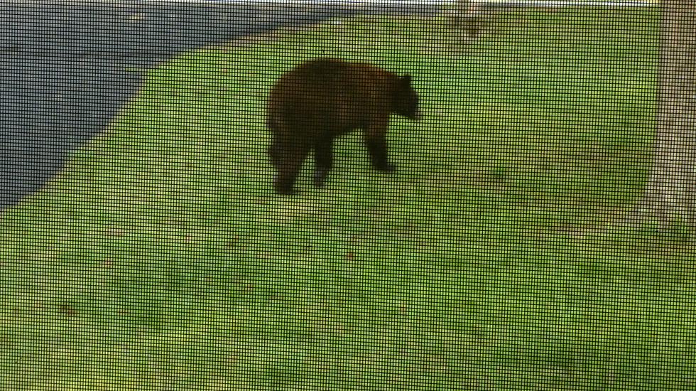 Missouri Man Shares Pics of a Bear Casually Walking Thru His Yard