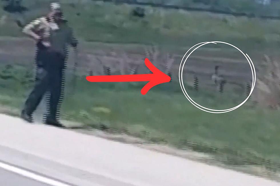 Driver Shares Video of Illinois Police Chasing an Emu on Highway
