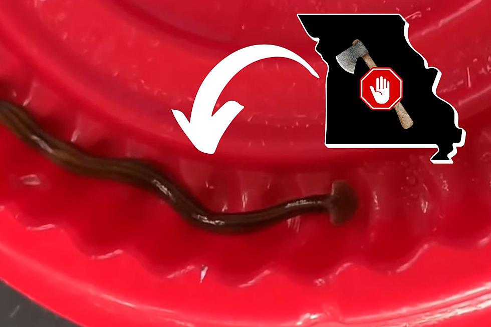 Nasty Invasive Worm in Missouri Only Gets Stronger if You Cut It