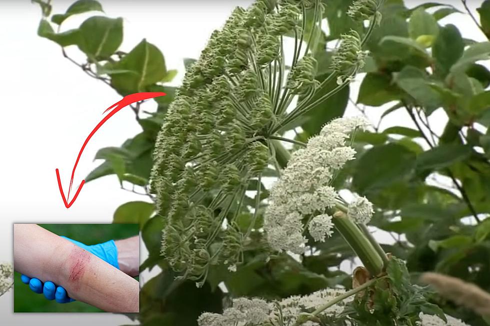 This Invasive Plant in Missouri Can Really Seriously Burn You Bad