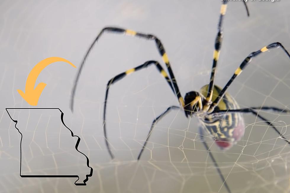 Mammoth Invasive Spider Heading Toward Missouri, But Don’t Worry