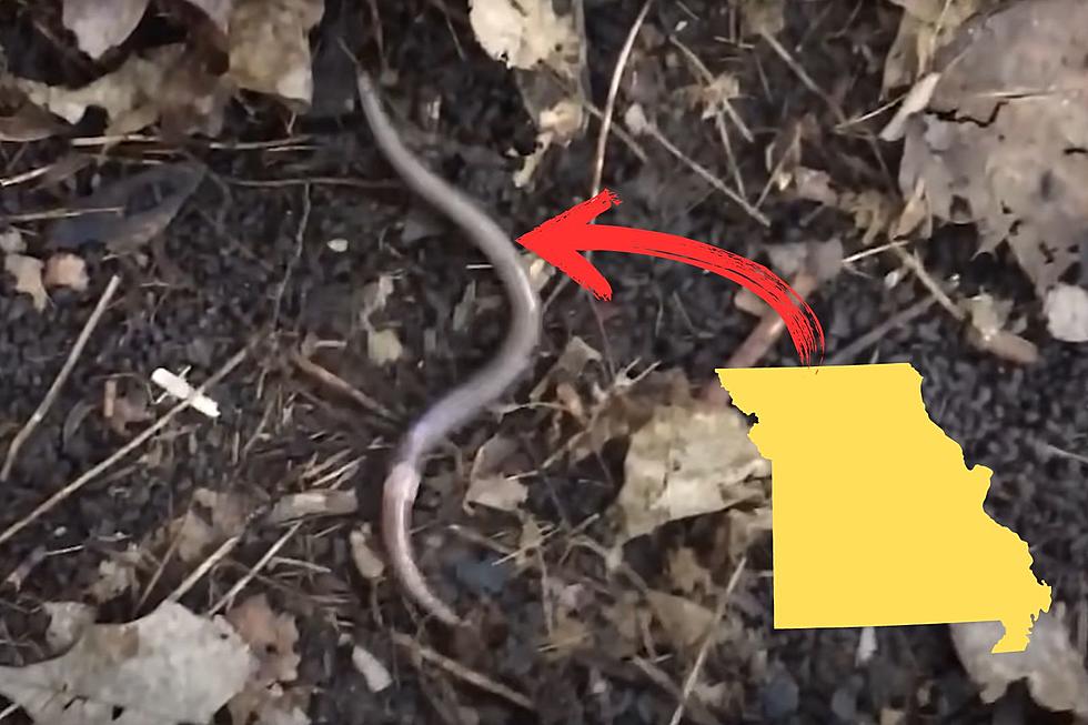 If You See This Evil Worm in Missouri, Kill it Immediately