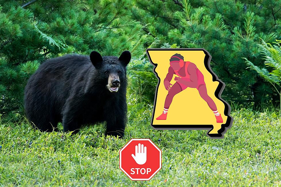 Missouri Police Warn Citizens to Please Not Wrestle a Bear