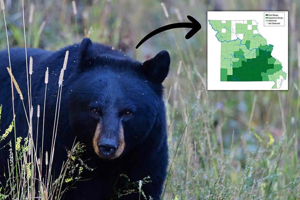 Black Bears On the Move, Expanding Toward Northeast Missouri