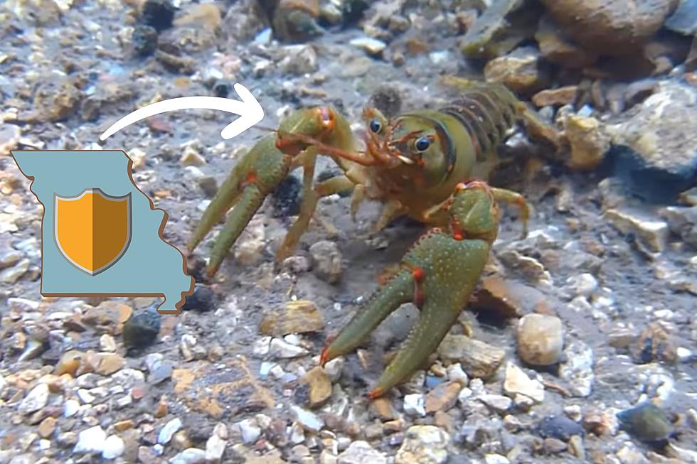 Missouri Crayfish are Now Sadly Officially Endangered in 5 Places
