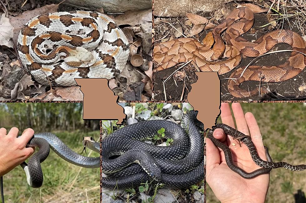 Brave Dudes Hobby is Hanging Out with Missouri & Illinois Snakes