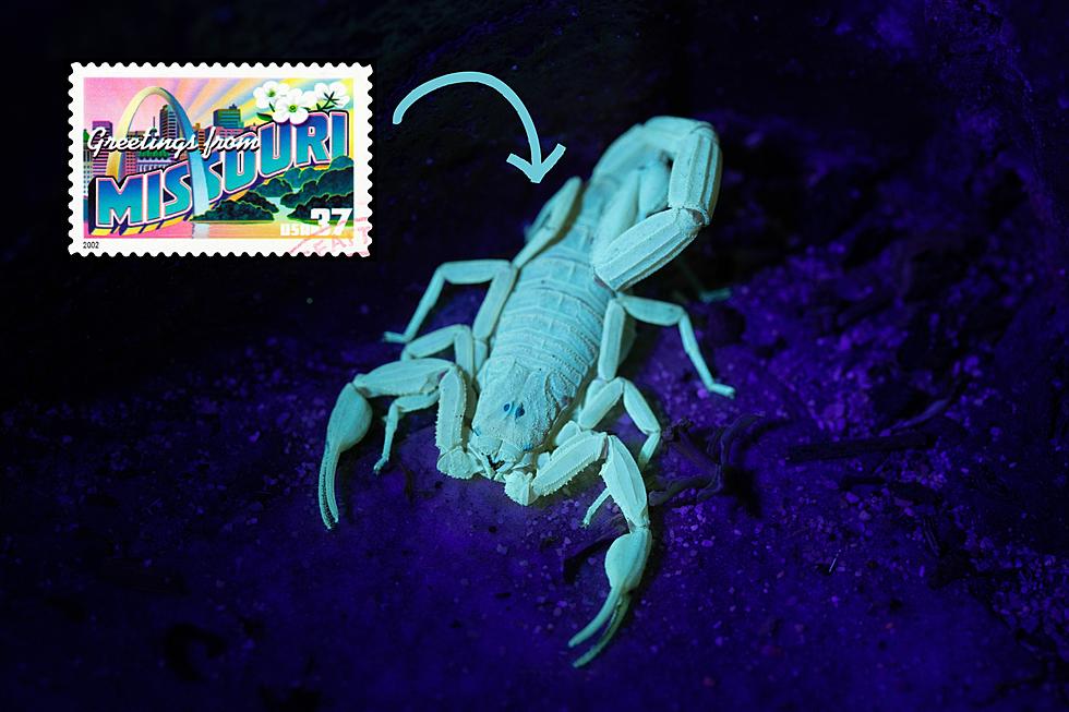 Did You Know Scorpions are Native to a Whole Bunch of Missouri?