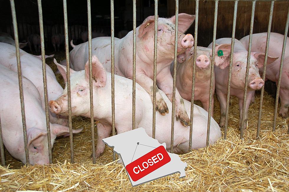 Reports &#8211; World&#8217;s Largest Pork Producer Closing 37 Missouri Farms