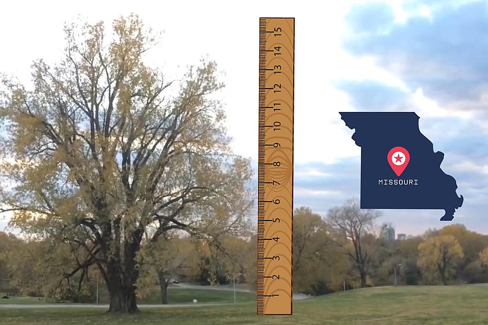 Missouri’s Tallest Tree is a Towering 400-Year-Old Bur Oak