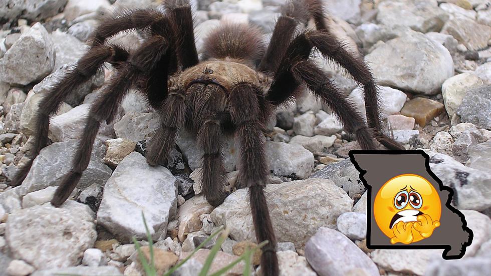 Don&#8217;t Worry &#8211; Missouri&#8217;s Largest Spider is a Big Cream Puff