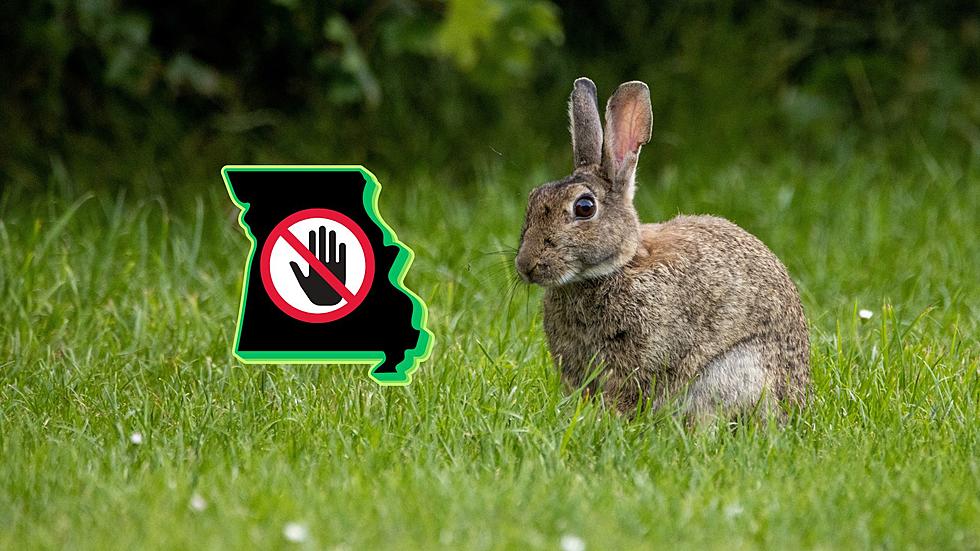 See a Dead Rabbit in Missouri? Don&#8217;t Touch It, Do This Instead