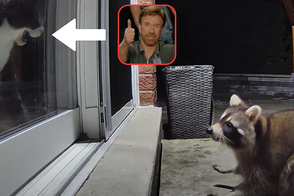 Raccoon Gets a Jump-Scare from a Cat Who Thinks He’s Chuck Norris