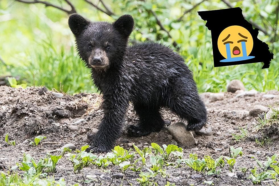 Bear Cub Spotted in Missouri Neighborhood Sadly Struck on Freeway