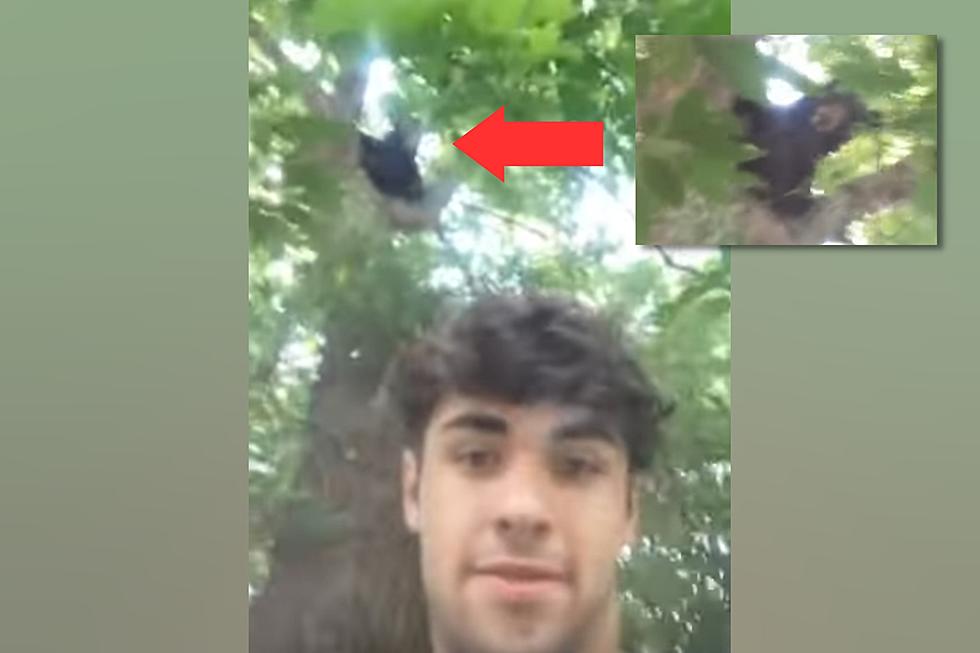 Missouri Guy Shares Fun Video Selfie with a Bear in His Tree