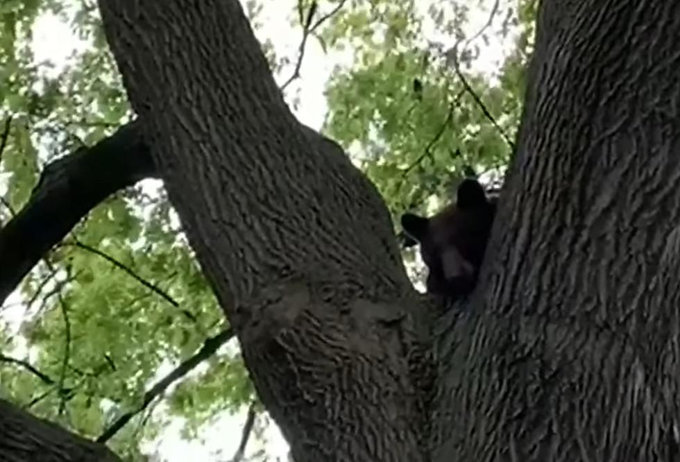 Another Bear Spotted Roaming Missouri Streets &#8211; Now in Sullivan