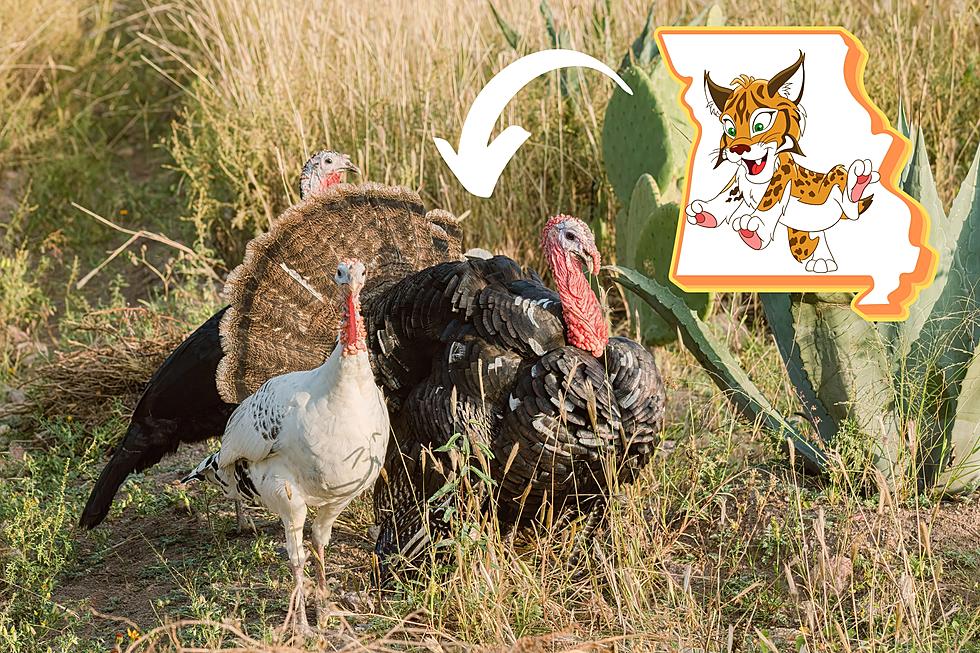 Missouri Trail Cam Shows Wild Encounter Between Bobcat &#038; Turkeys