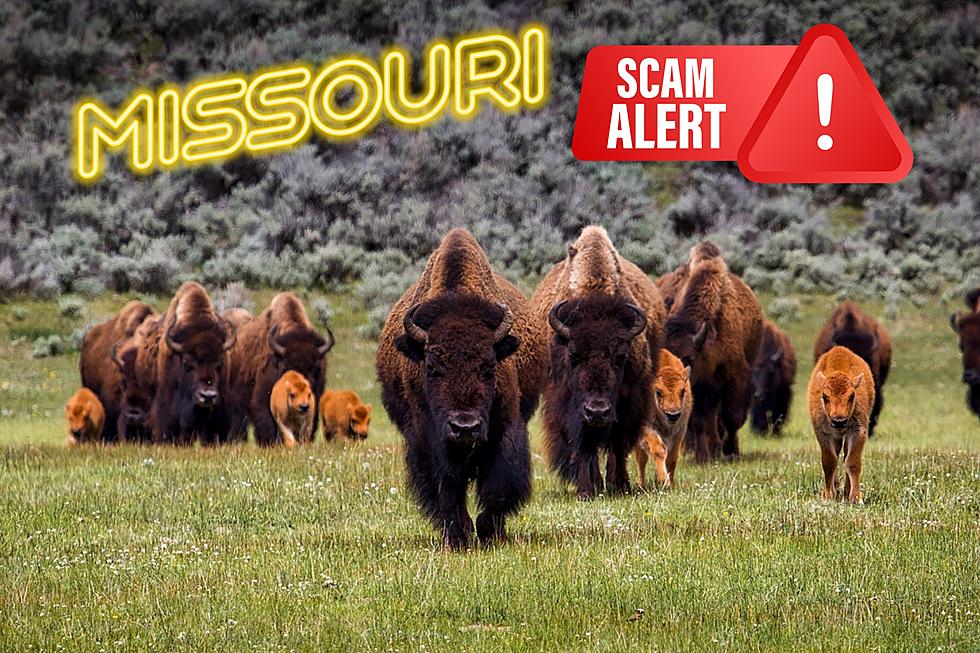 SCAM ALERT - Missouri is Not Sending Buffaloes to Roam Your Land