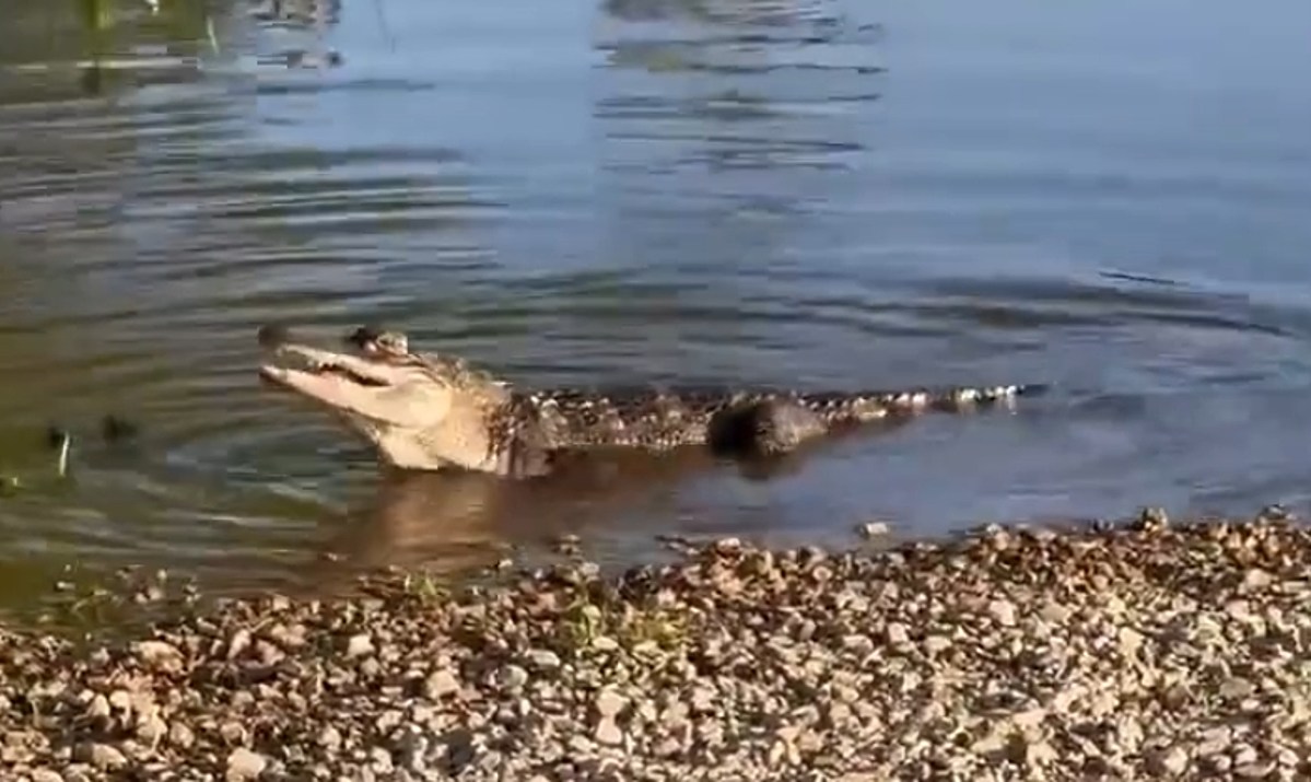Yes, this Alligator Spotted in Missouri Lake & I've Got Bad News