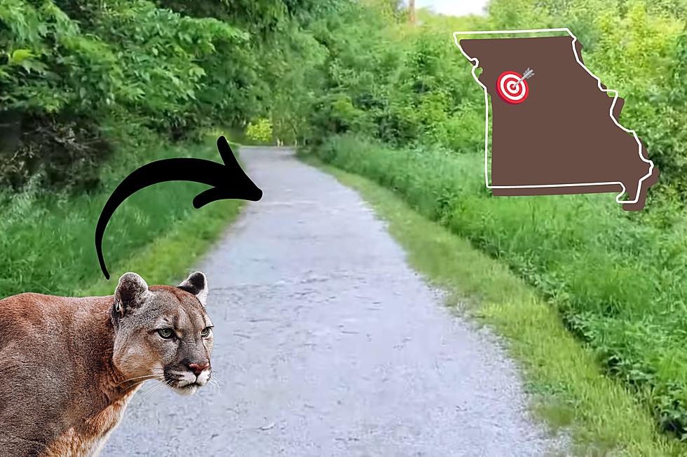 Missouri Man Saw Huge Mountain Lion Walking on Parkville Trail