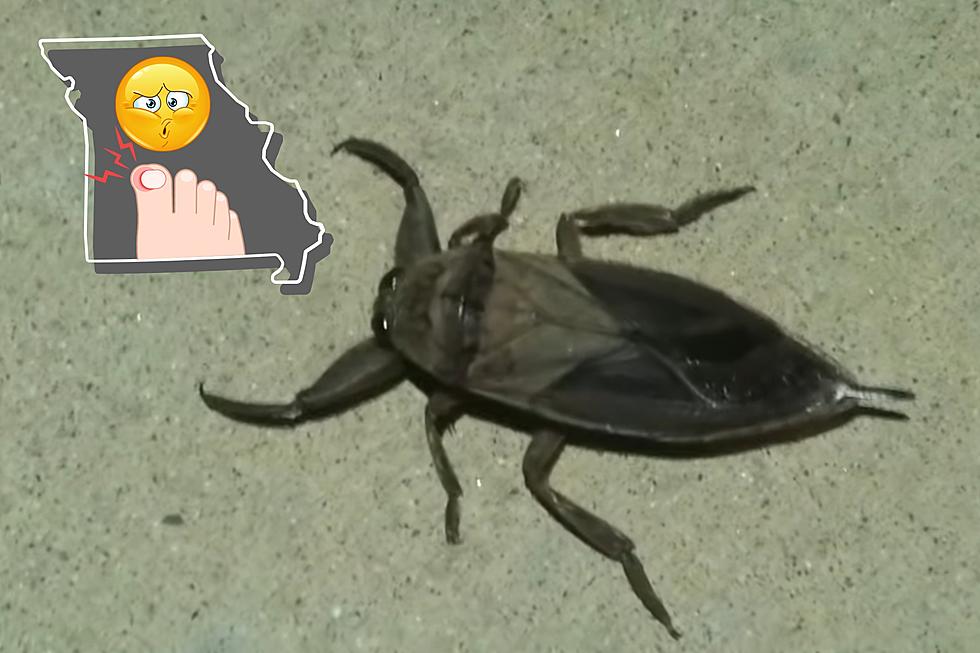 This Venomous Missouri Water Bug Known for Viciously Biting Toes