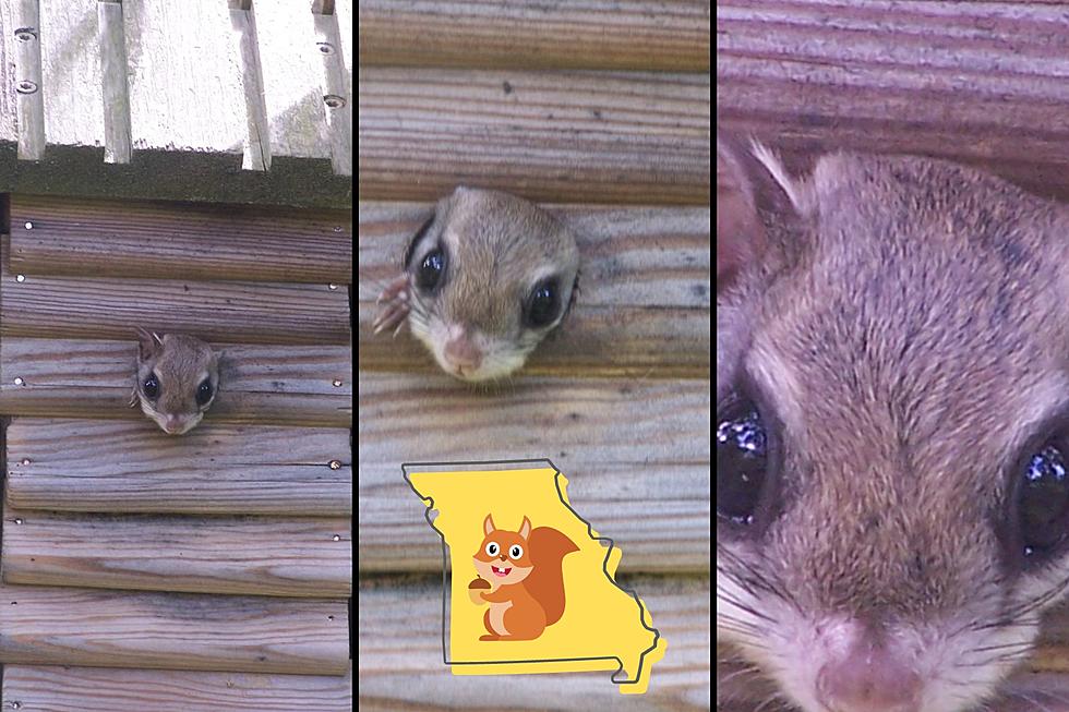 Yes, a Flying Squirrel Really Got Stuck in a Missouri Birdhouse
