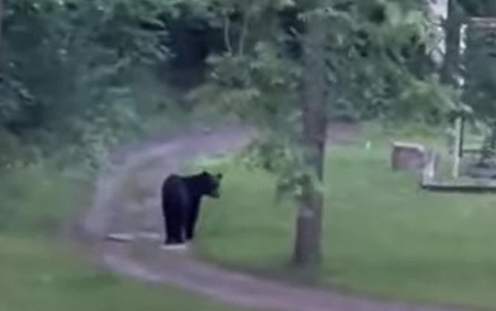 Video Shows Lonely Bear Crossing from Wisconsin into Illinois