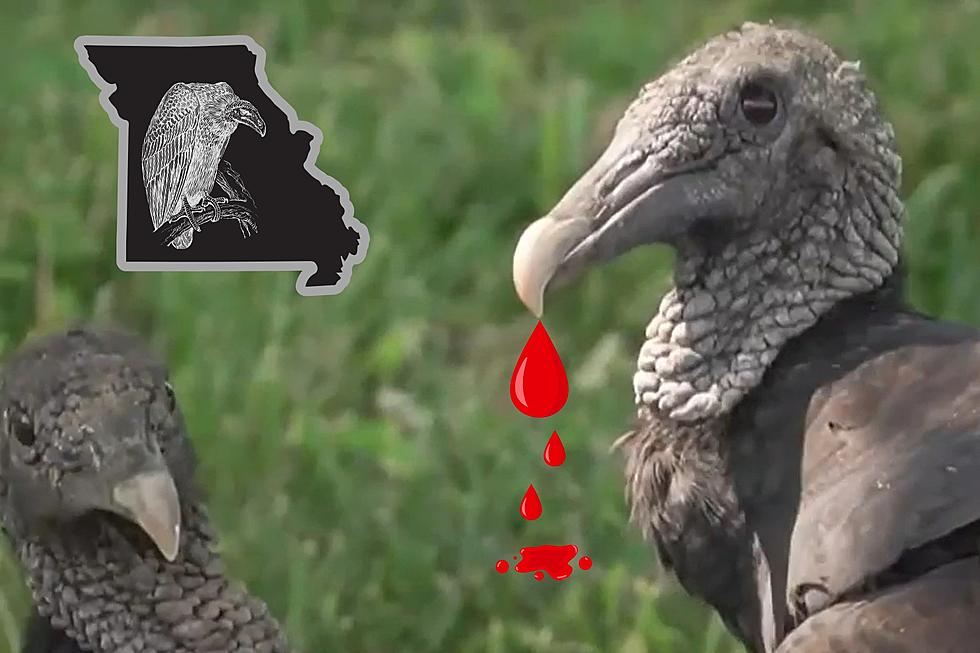 Missouri’s ‘Most Dangerous Bird’ is Really a Cold-Blooded Killer
