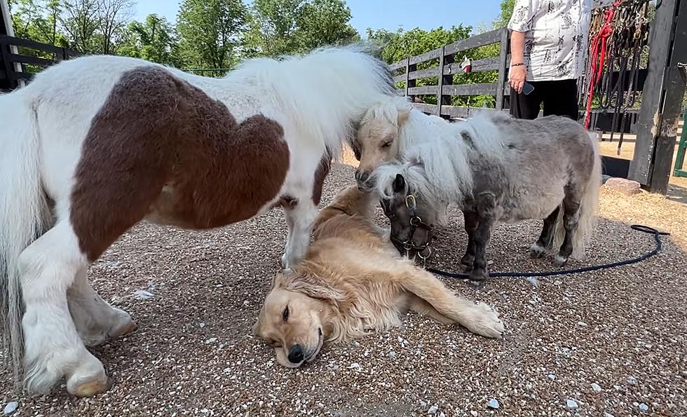This Missouri Golden Retriever is Best Buds with Tiny Ponies