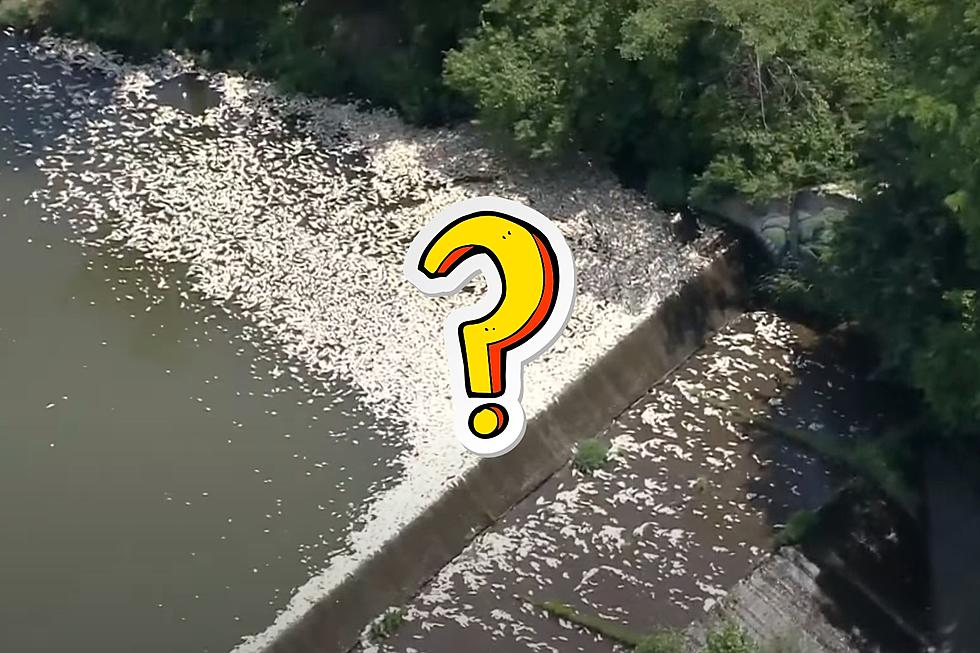 Why Did Thousands of Fish Suddenly Die in a Missouri Creek?